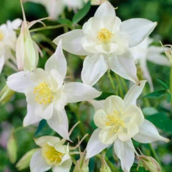 Roots Plants Aquilegia 'Spring Magic White'