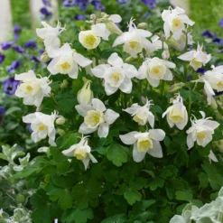 Roots Plants Aquilegia 'Spring Magic White'
