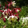 Roots Plants Aquilegia 'William Guiness'