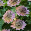 Roots Plants Astrantia 'Florence' Perennials
