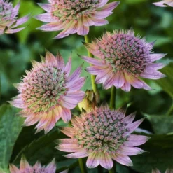 Roots Plants Astrantia 'Florence' Perennials