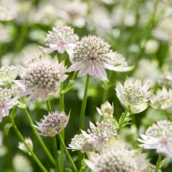 Roots Plants Astrantia 'Florence' Perennials