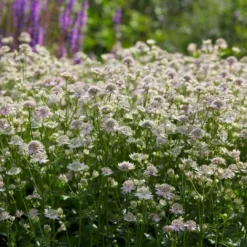 Roots Plants Astrantia 'Florence' Perennials