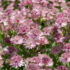 Roots Plants Perennials Astrantia 'Roma'