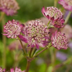 Roots Plants Astrantia 'Star Of Beauty' | 1L Pot Perennials