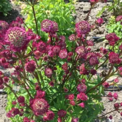 Roots Plants Astrantia 'Star Of Beauty' | 1L Pot Perennials
