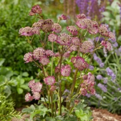 Roots Plants Astrantia 'Star Of Beauty' | 1L Pot Perennials