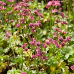 Roots Plants Astrantia 'Venice' | 1L Pot Perennials