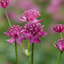 Roots Plants Astrantia 'Venice' | 1L Pot Perennials