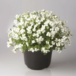 Roots Plants Aubrieta 'Regado White' | 2L Pot Perennials