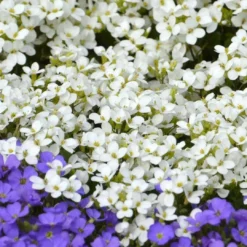 Roots Plants Aubrieta 'Regado White' | 2L Pot Perennials