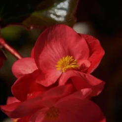Roots Plants Begonia 'MacaRouge' | 1L Pot