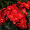 Roots Plants Begonia 'MacaRouge' | 1L Pot 2 Roots Plants Begonia 'MacaRouge' | 1L Pot