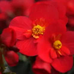 Roots Plants Begonia 'MacaRouge' | 1L Pot
