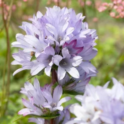 Roots Plants Campanula 'Caroline' Perennials