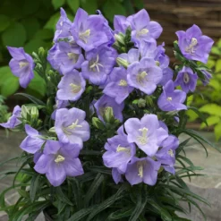 Roots Plants Perennials Campanula 'Takion Blue'