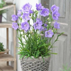 Roots Plants Perennials Campanula 'Takion Blue'