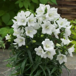 Roots Plants Campanula 'Takion White'