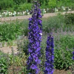Roots Plants Delphinium 'Black Knight' | 10.5cm Pot Perennials
