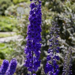 Roots Plants Delphinium 'Black Knight' | 10.5cm Pot Perennials
