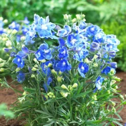 Roots Plants Delphinium 'Blue Bird' | 10.5cm Pot
