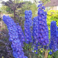 Roots Plants Delphinium 'Faust' | 1L Pot Perennials