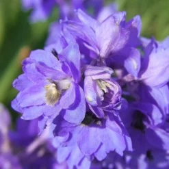 Roots Plants Delphinium 'Faust' | 1L Pot Perennials