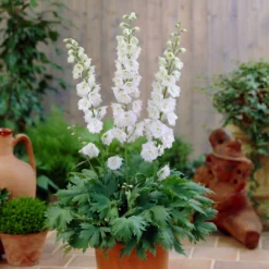 Roots Plants Delphinium 'Galahad' | 10.5cm Pot