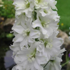 Roots Plants Delphinium 'Galahad' | 10.5cm Pot