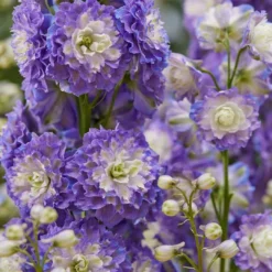 Roots Plants Delphinium 'Highlander Bolero' | 1L Pot