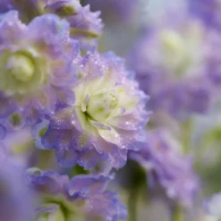 Roots Plants Delphinium 'Highlander Bolero' | 1L Pot