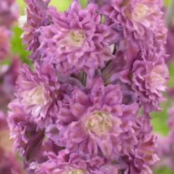 Roots Plants Delphinium Highlander Collection | 4 X 1L Pots