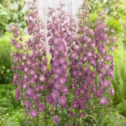 Roots Plants Delphinium 'Highlander Flamenco' | 1L Pot Perennials