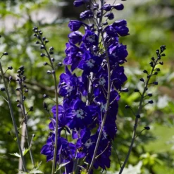 Roots Plants Delphinium 'King Arthur' | 10.5cm Pot