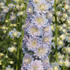 Roots Plants Delphinium 'Moonlight' | 1L Pot