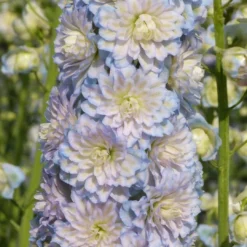 Roots Plants Delphinium 'Moonlight' | 1L Pot