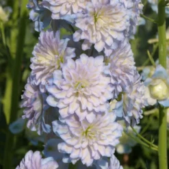 Roots Plants Delphinium 'Moonlight' | 1L Pot