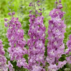 Roots Plants Delphinium 'Strawberry Fair' | 1L Pot Perennials