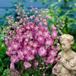 Roots Plants Delphinium 'Strawberry Fair' | 1L Pot Perennials