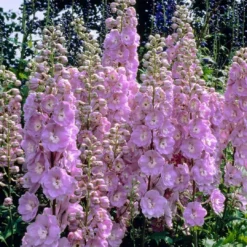 Roots Plants Delphinium 'Strawberry Fair' | 1L Pot Perennials