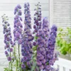 Roots Plants Perennials Delphinium 'Sweet Sensation' | 1L Pot