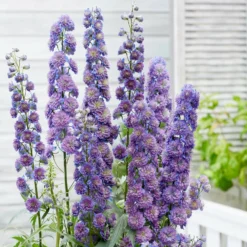 Roots Plants Perennials Delphinium 'Sweet Sensation' | 1L Pot