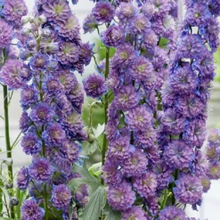 Roots Plants Perennials Delphinium 'Sweet Sensation' | 1L Pot