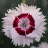 Roots Plants Dianthus 'Cocktail Cherry Daiquiri' | 2L Pot