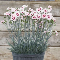 Roots Plants Perennials Dianthus Cocktail Collection | 4 X 2L Pot