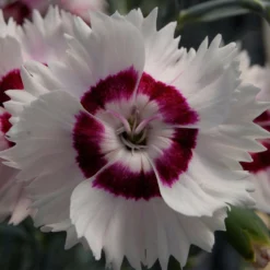 Roots Plants Dianthus 'Cocktail Cherry Daiquiri' | 2L Pot