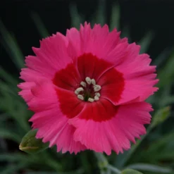 Roots Plants Dianthus 'Cocktail Cosmopolitan' | 2L Pot