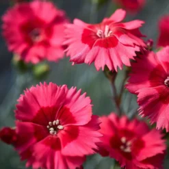 Roots Plants Dianthus 'Cocktail Cosmopolitan' | 2L Pot