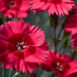 Roots Plants Dianthus 'Cocktail Cosmopolitan' | 2L Pot