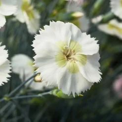 Roots Plants Perennials Dianthus 'Cocktail Mojito'
